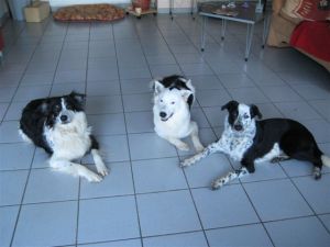 Jims neue Mitbewohner Pino und Lara 